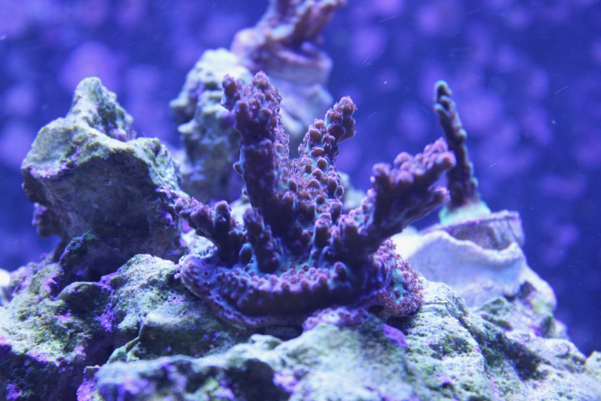 IMG_2549.jpeg