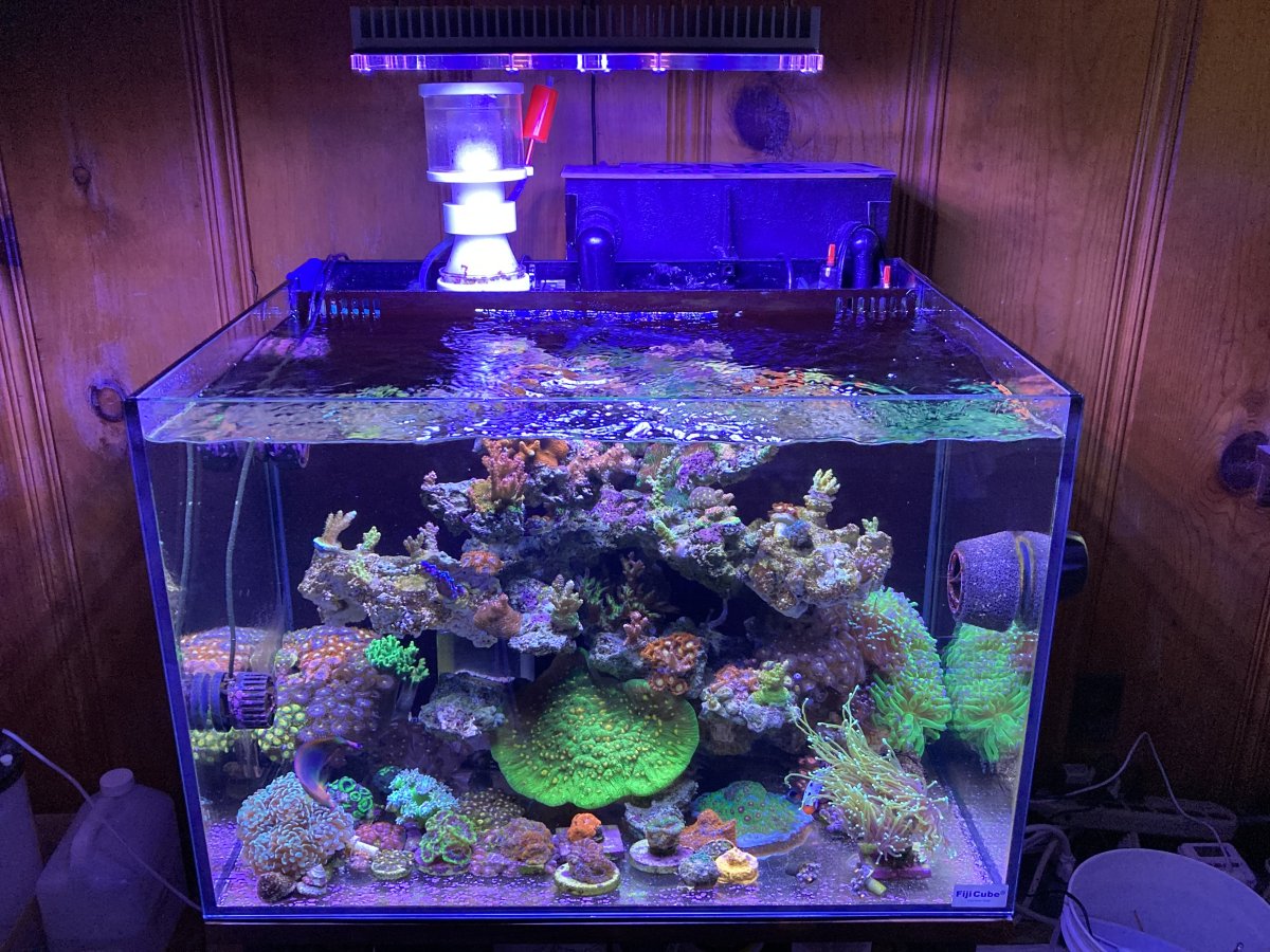 Can I see your bare bottom (Reef tank!) | Reef2Reef