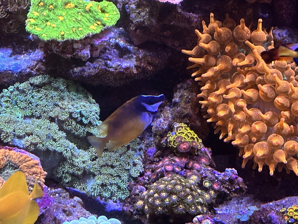 Foxface - Dark dorsal section not changing | Reef2Reef