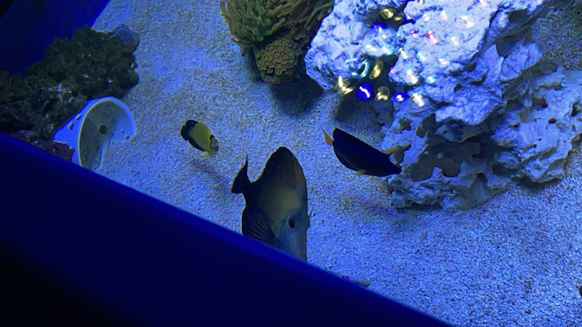 IMG_2597.jpeg