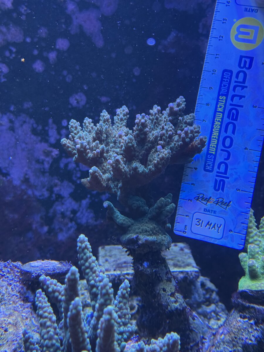 IMG_2606.jpeg