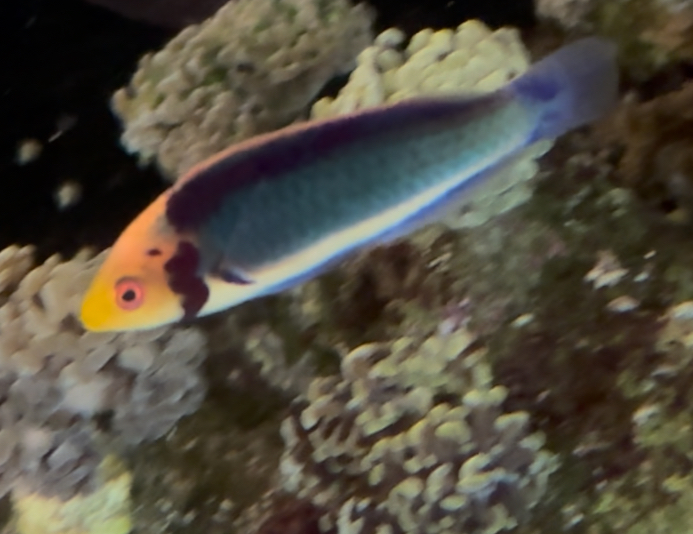 IMG_2612.jpeg