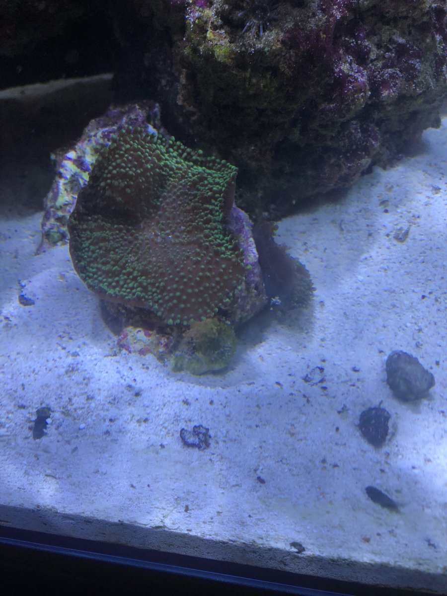 Build Thread - Reef Showcase - Bringing life back to my Nano Reef: A 2. ...