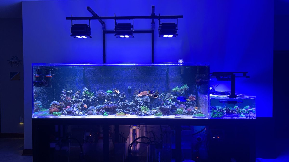 Monster Build - CVR's - 450G Reef Tank & 270G Big Blue Tub & Mini Cows ...