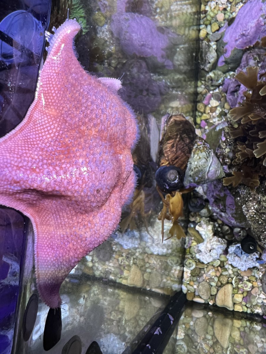 Battle of the Inverts! Who is the star of the show, Starfish or Urchins ...