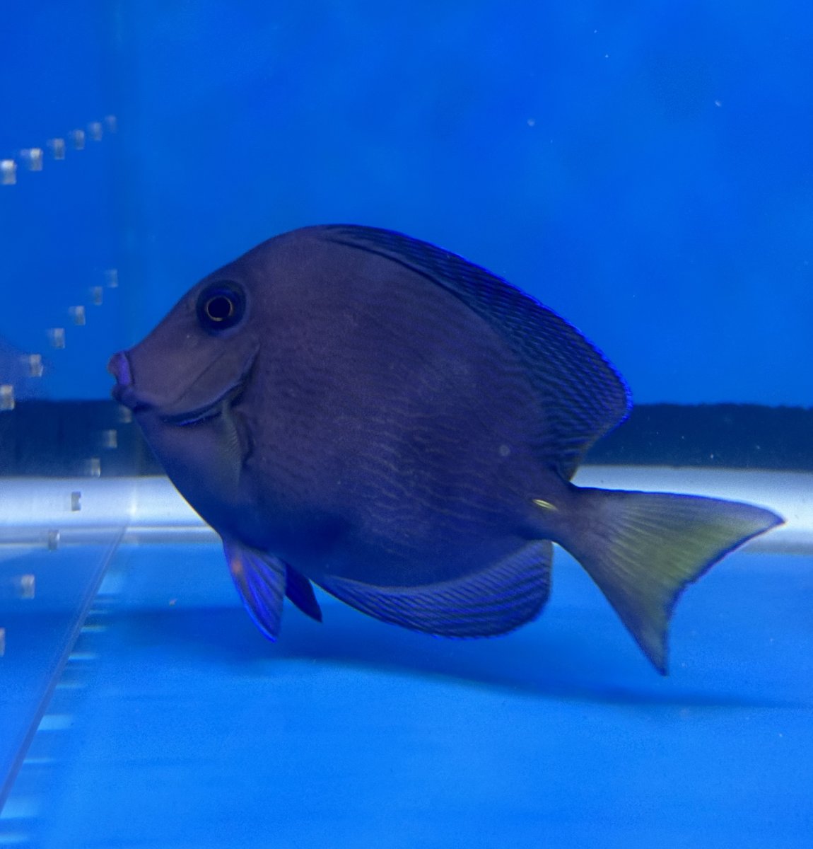 New Jersey - New York - Live Goods - Tang and Angelfish for sale ...