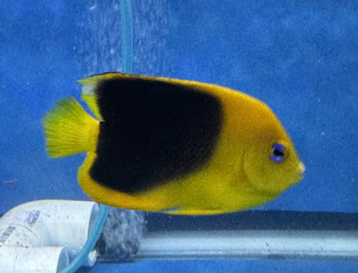 New Jersey - New York - Live Goods - Tang and Angelfish for sale ...