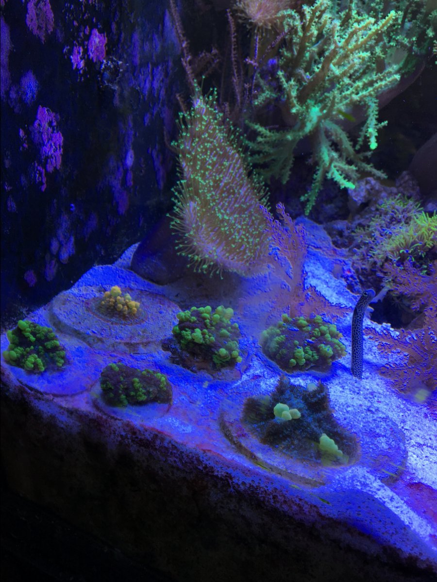 my mushrooms | Reef2Reef