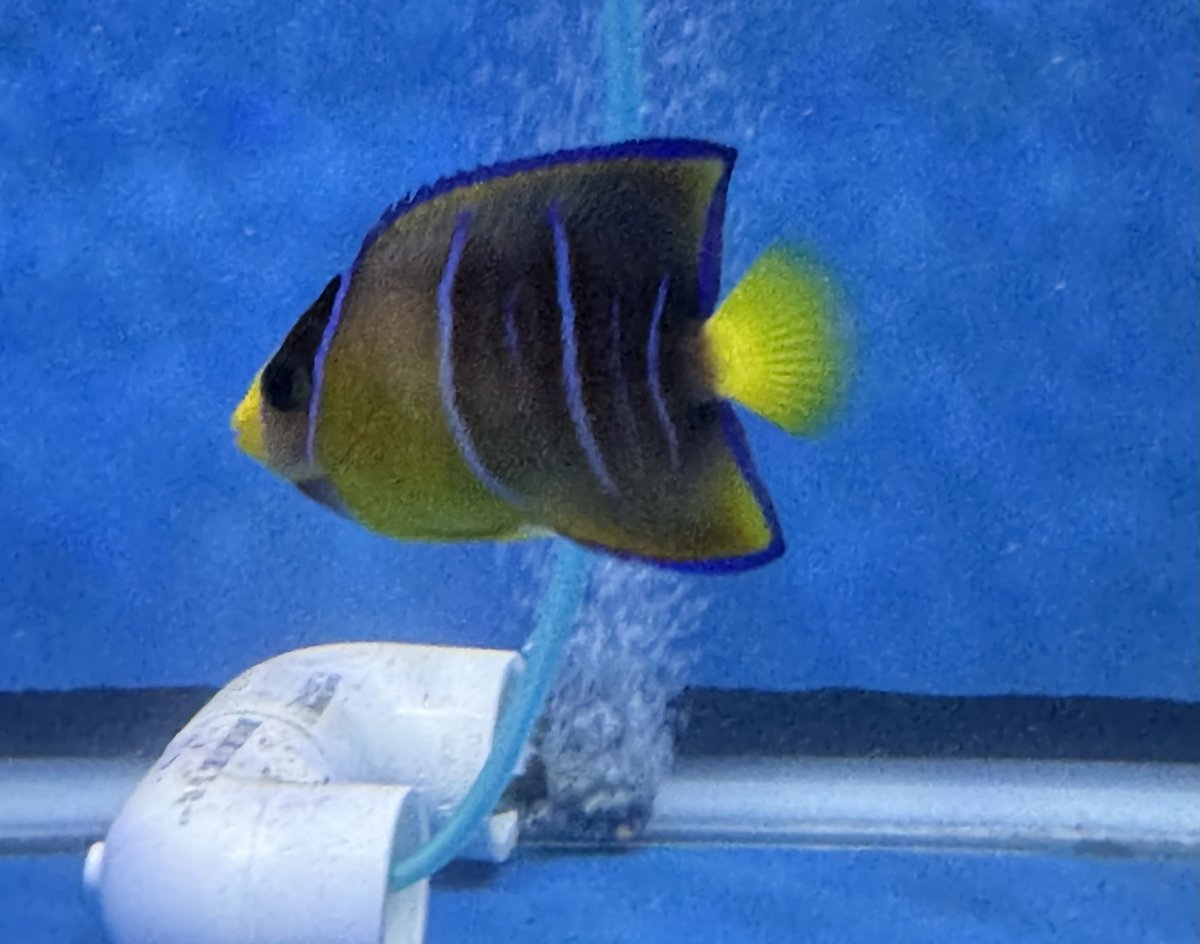 New Jersey - New York - Live Goods - Tang and Angelfish for sale ...
