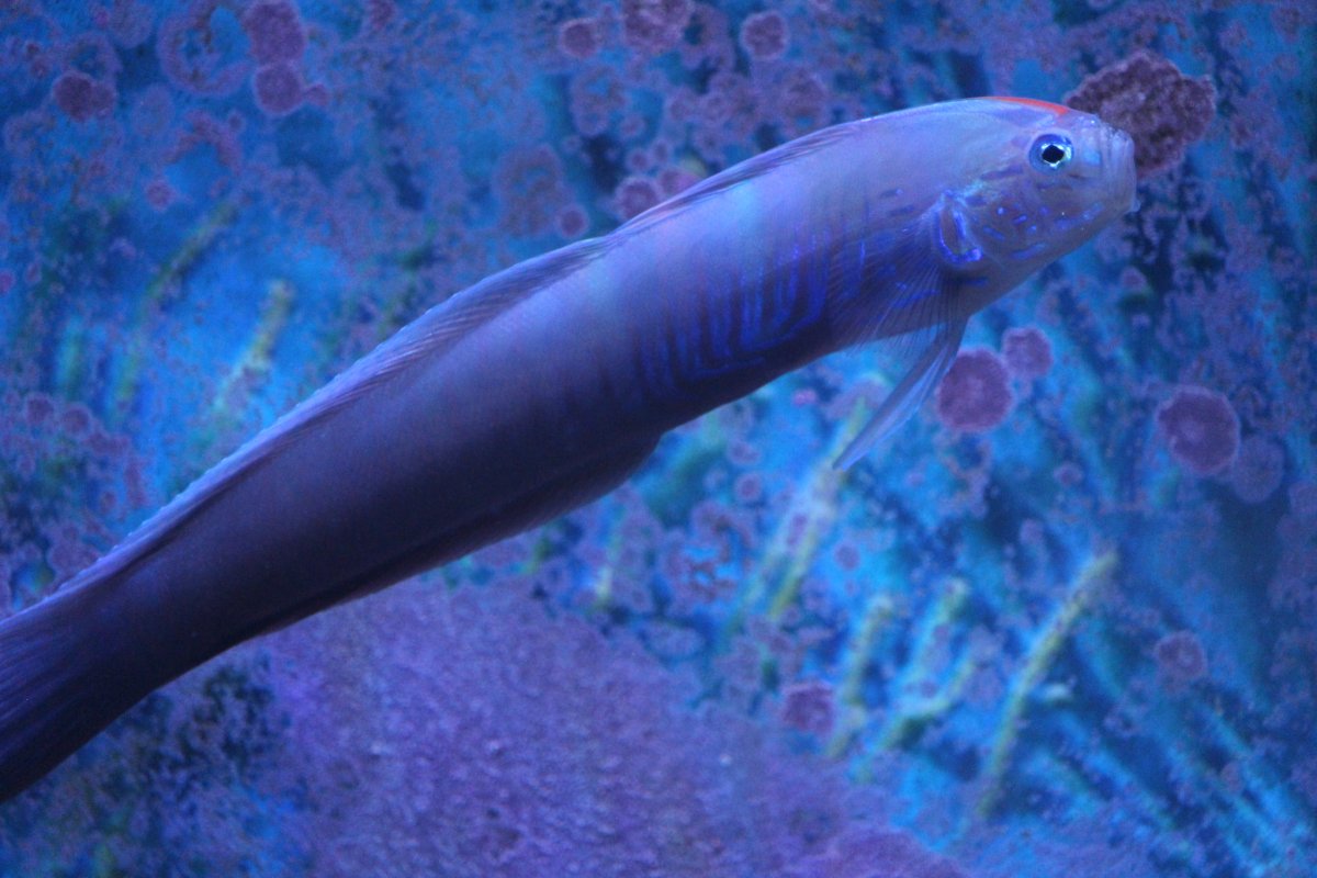 QUESTION OF THE DAY - Marine marvels: Do you keep uncommon fish in your ...