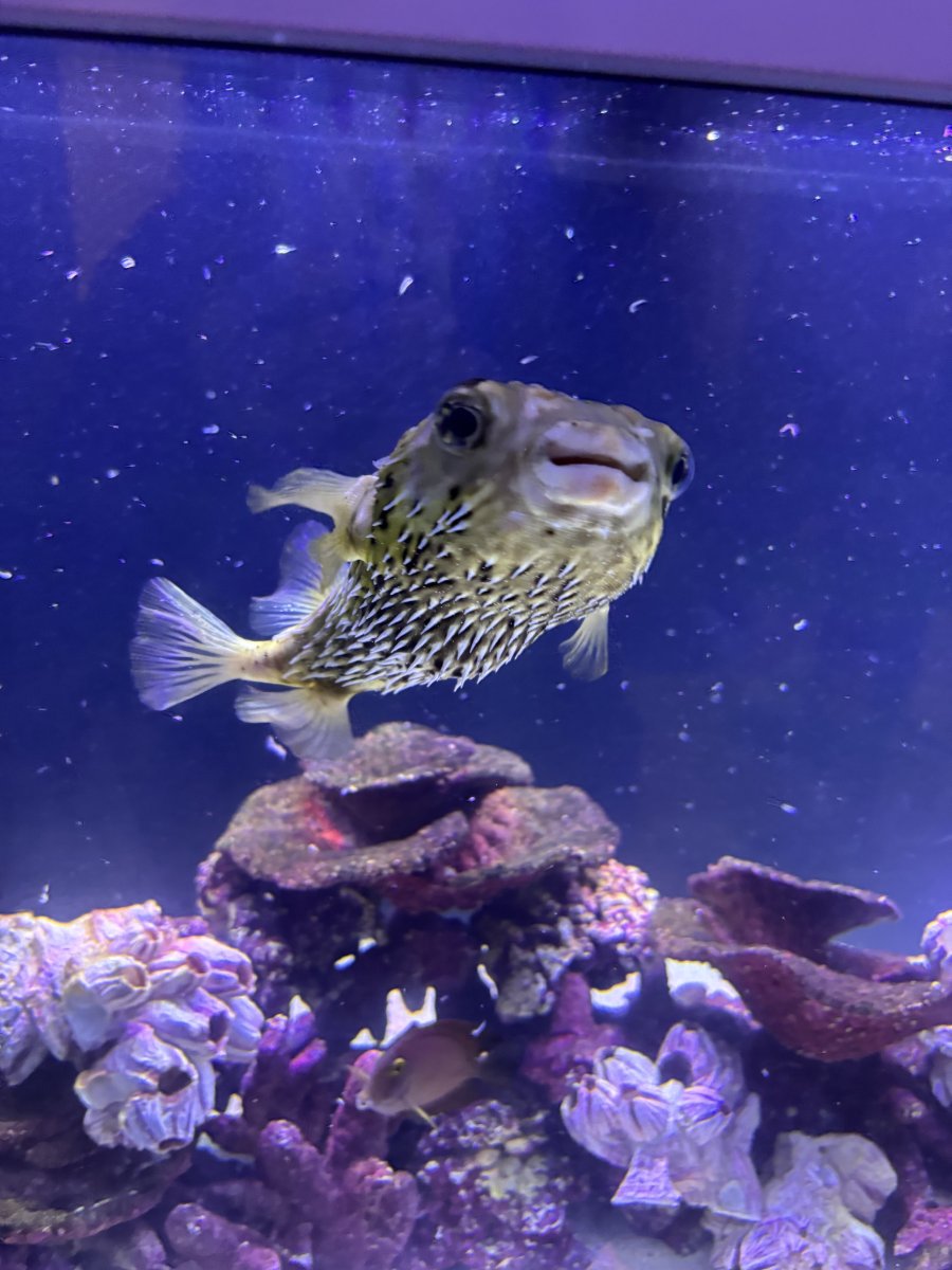 What's a fish you have that you feel you have a bond with? | Reef2Reef