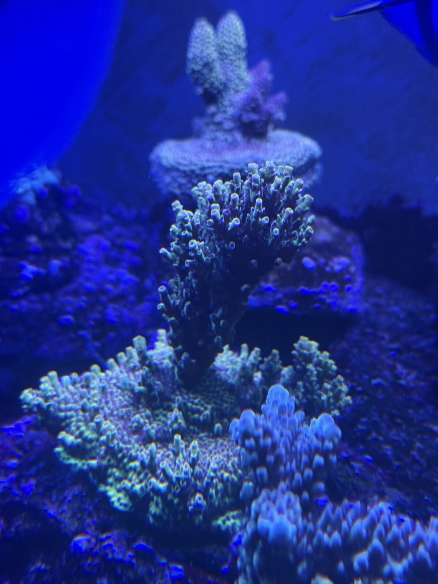Some of my Acro Collection | Page 139 | Reef2Reef
