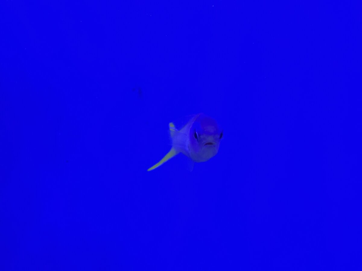IMG_2721.jpeg