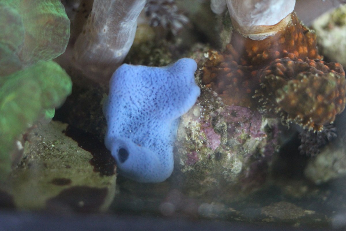 Where is all the info on sponges at? | Reef2Reef
