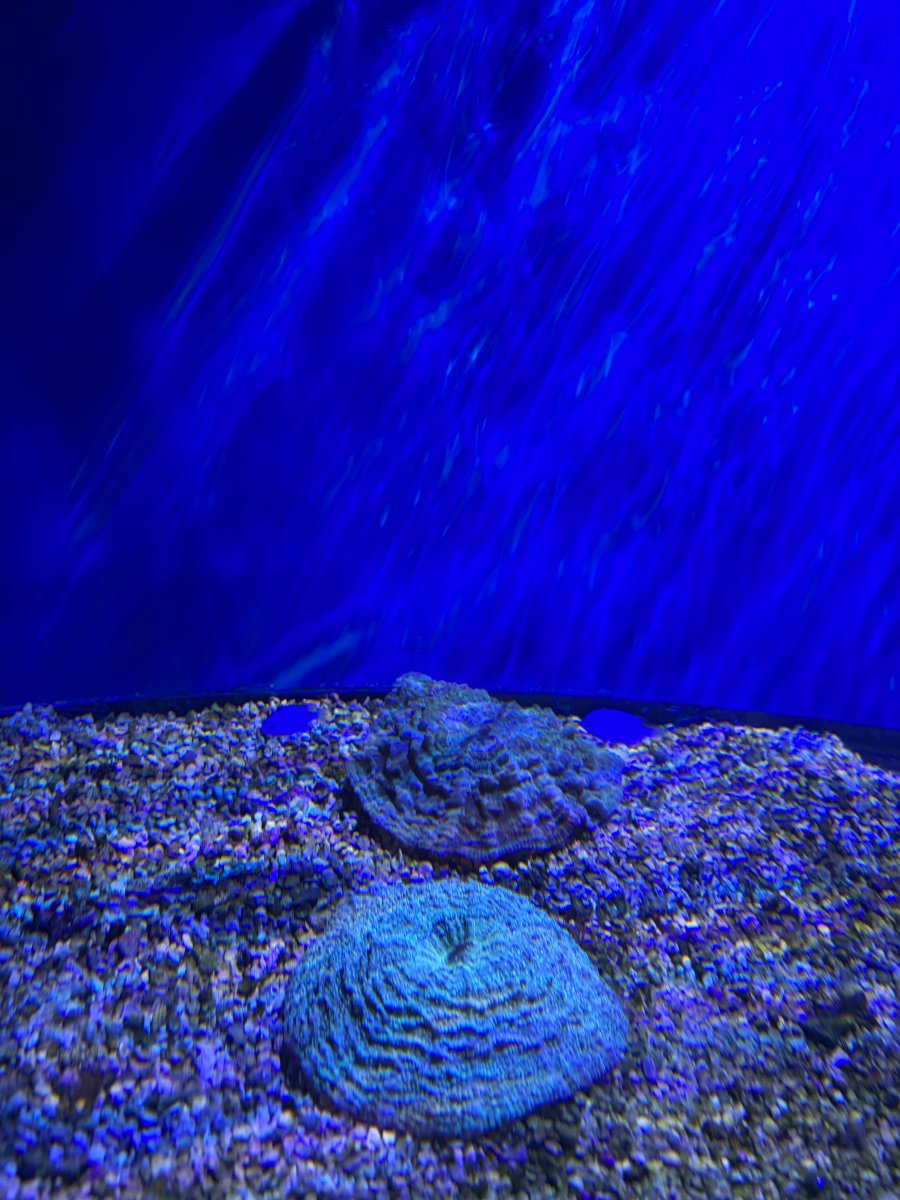 IMG_2771.jpeg