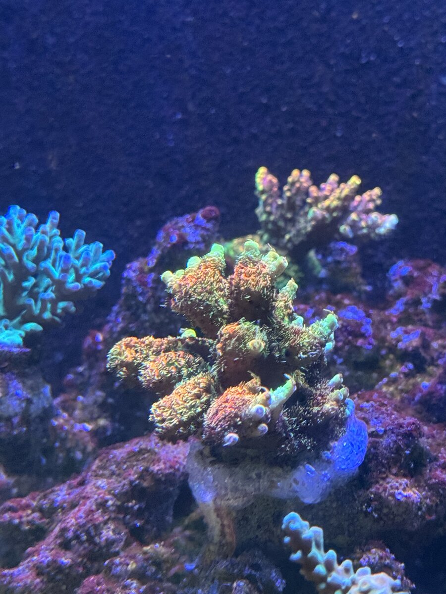 IMG_2809.jpeg