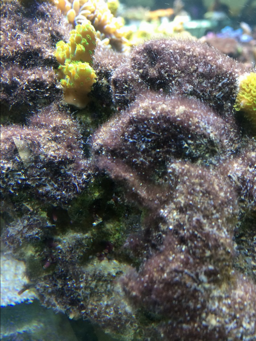 Dark brown stiff algae - what kind ? | REEF2REEF Saltwater ...