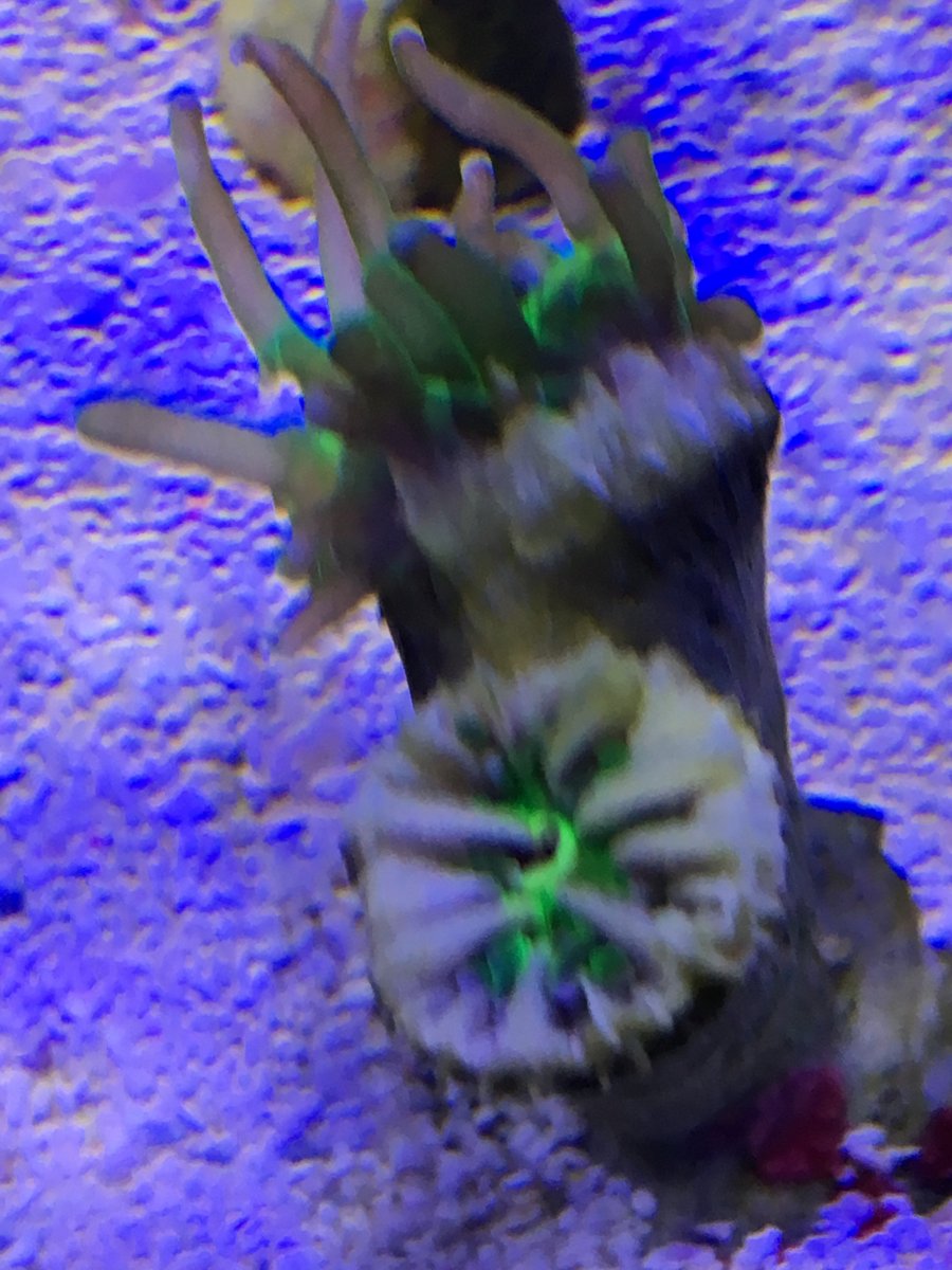 caught-flatworms-eating-my-torch-frag-reef2reef-saltwater-and-reef