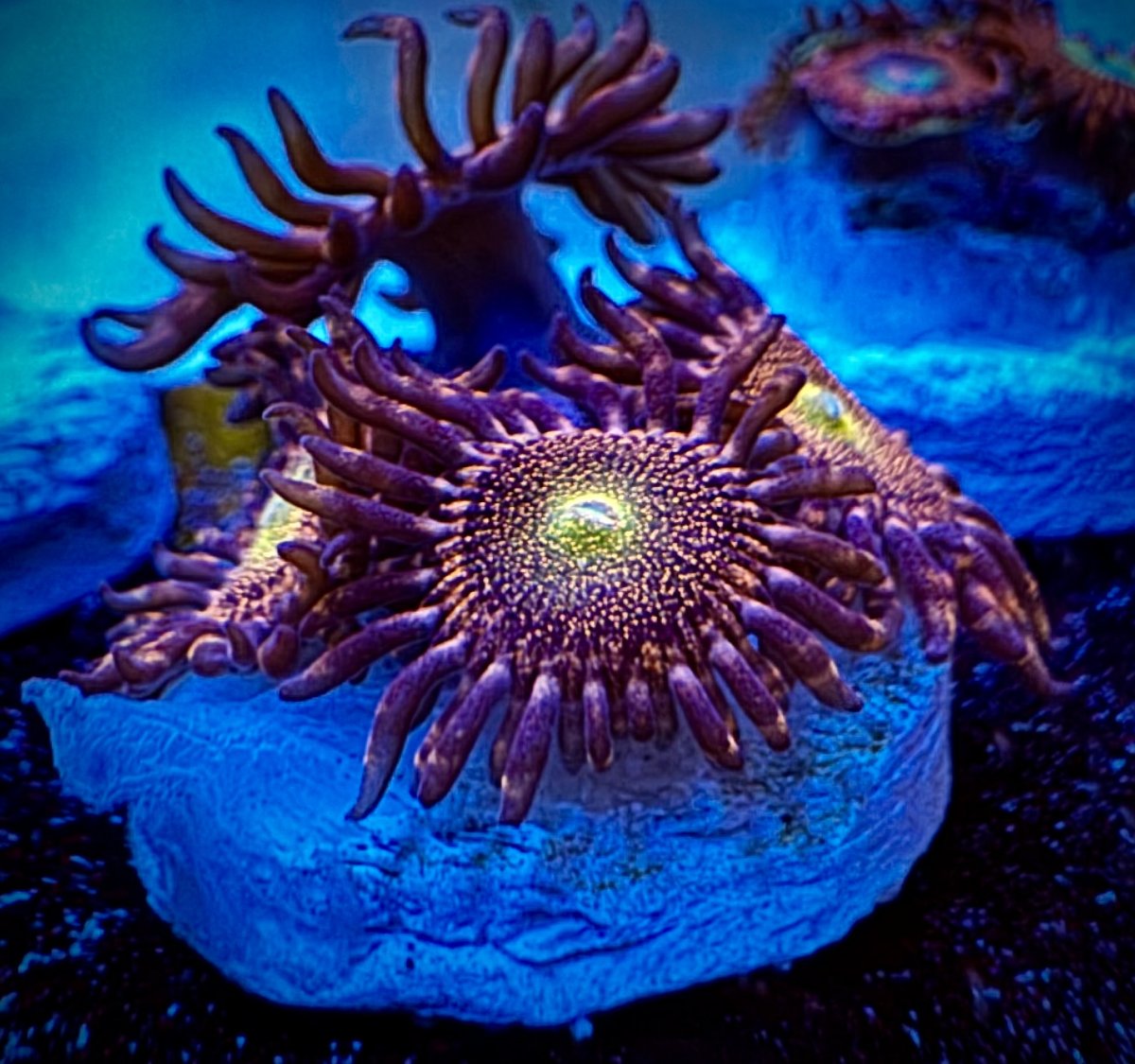 Who has the best looking zoa on here! Share with all of us! | Page 6 ...