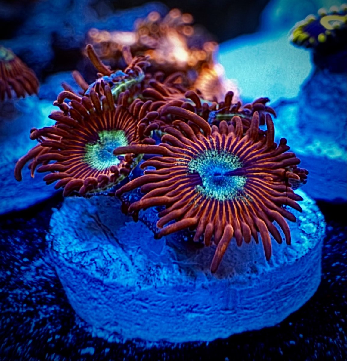 Who has the best looking zoa on here! Share with all of us! | Page 6 ...