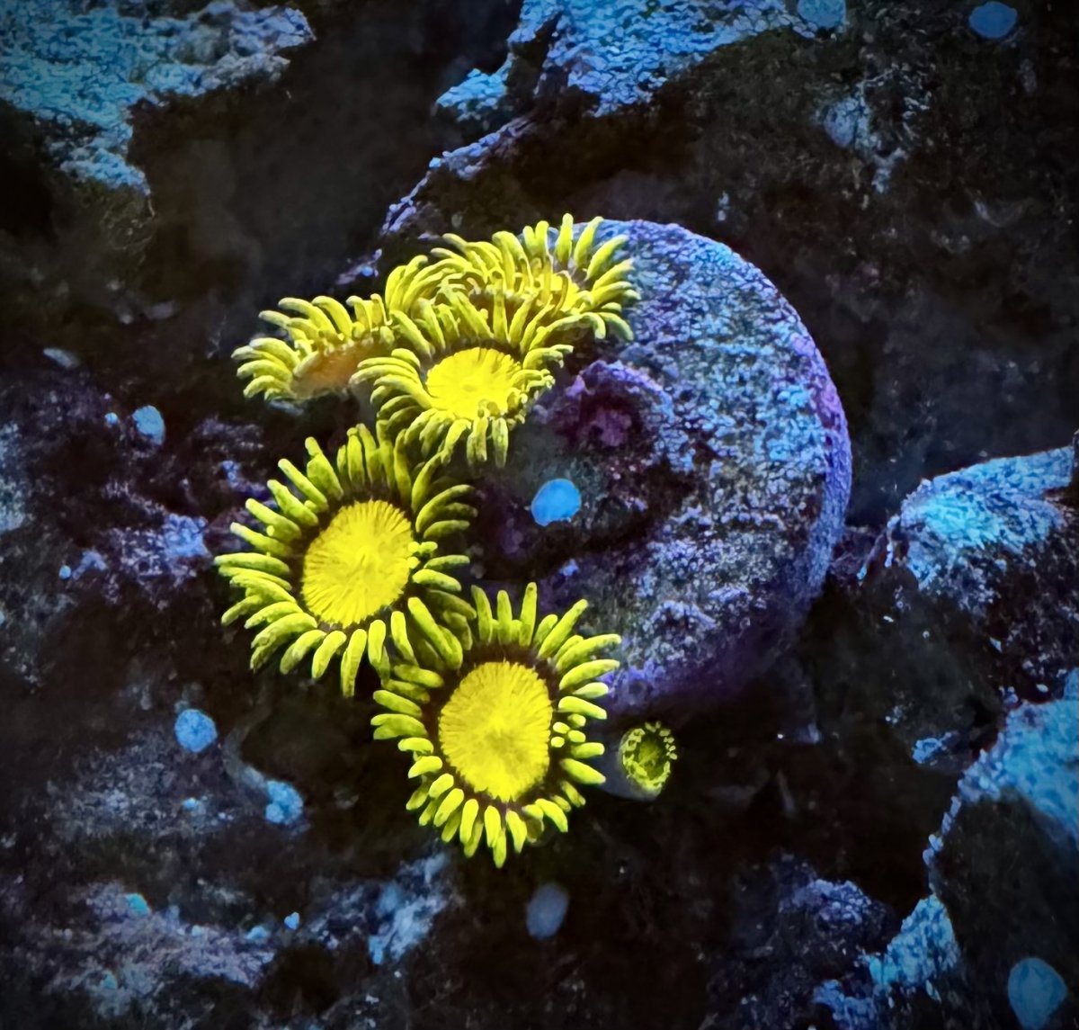 Who has the best looking zoa on here! Share with all of us! | Page 6 ...