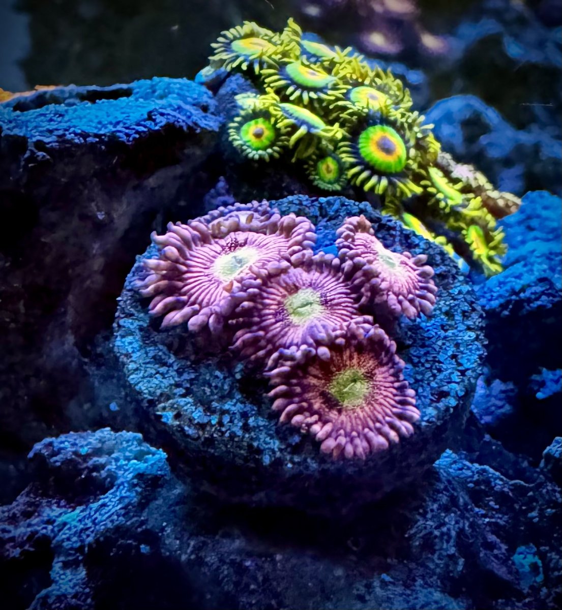 Who has the best looking zoa on here! Share with all of us! | Page 6 ...