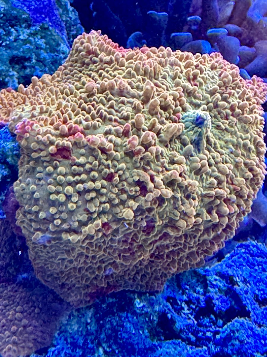 IMG_2851.jpeg