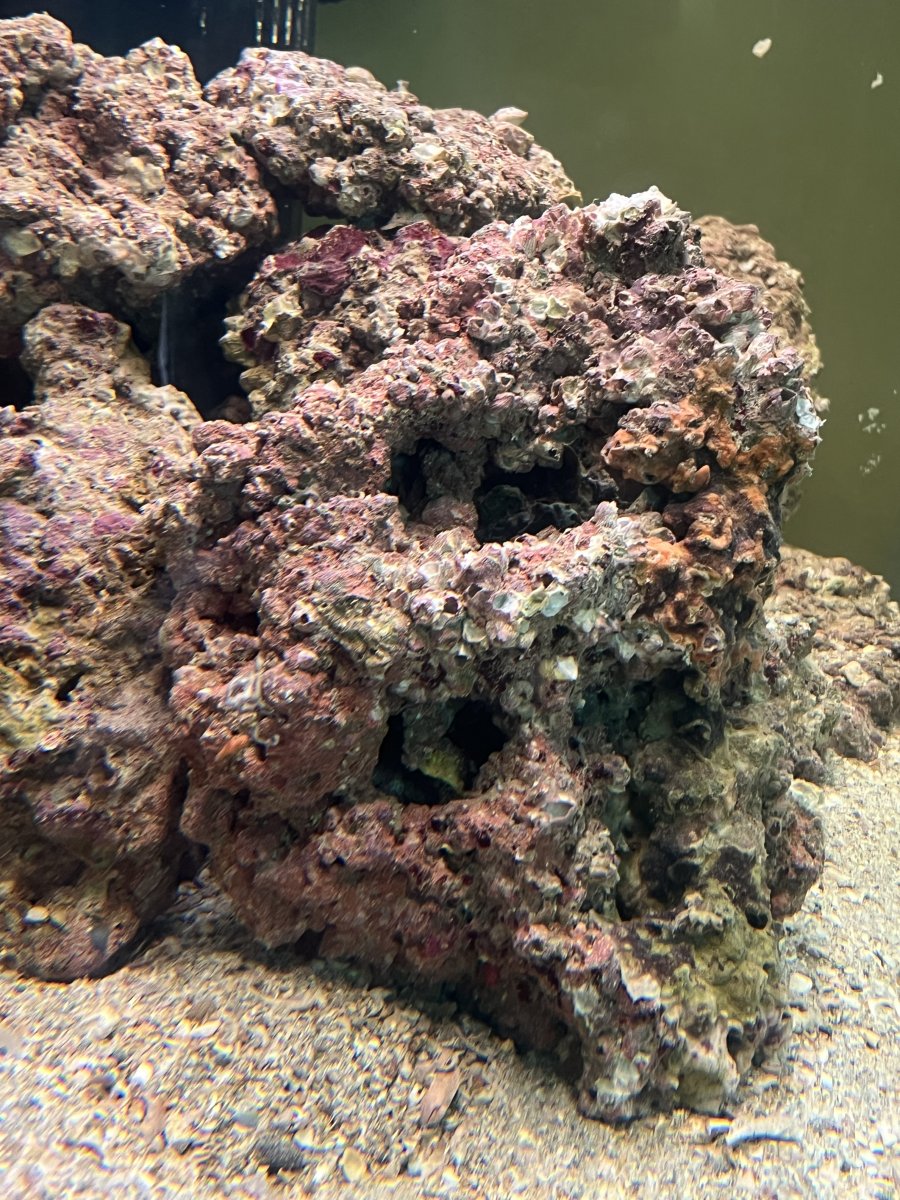IMG_2881.jpeg