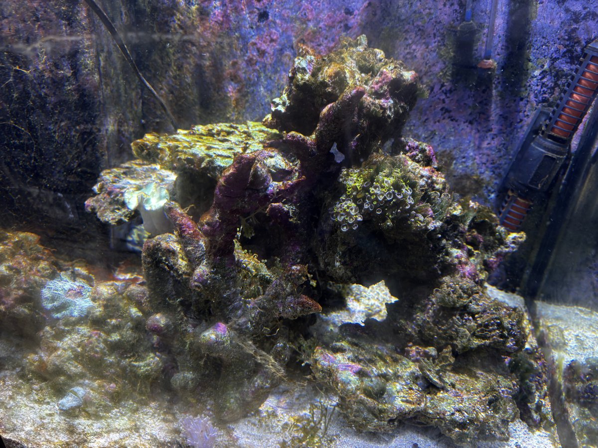 IMG_2931.jpeg