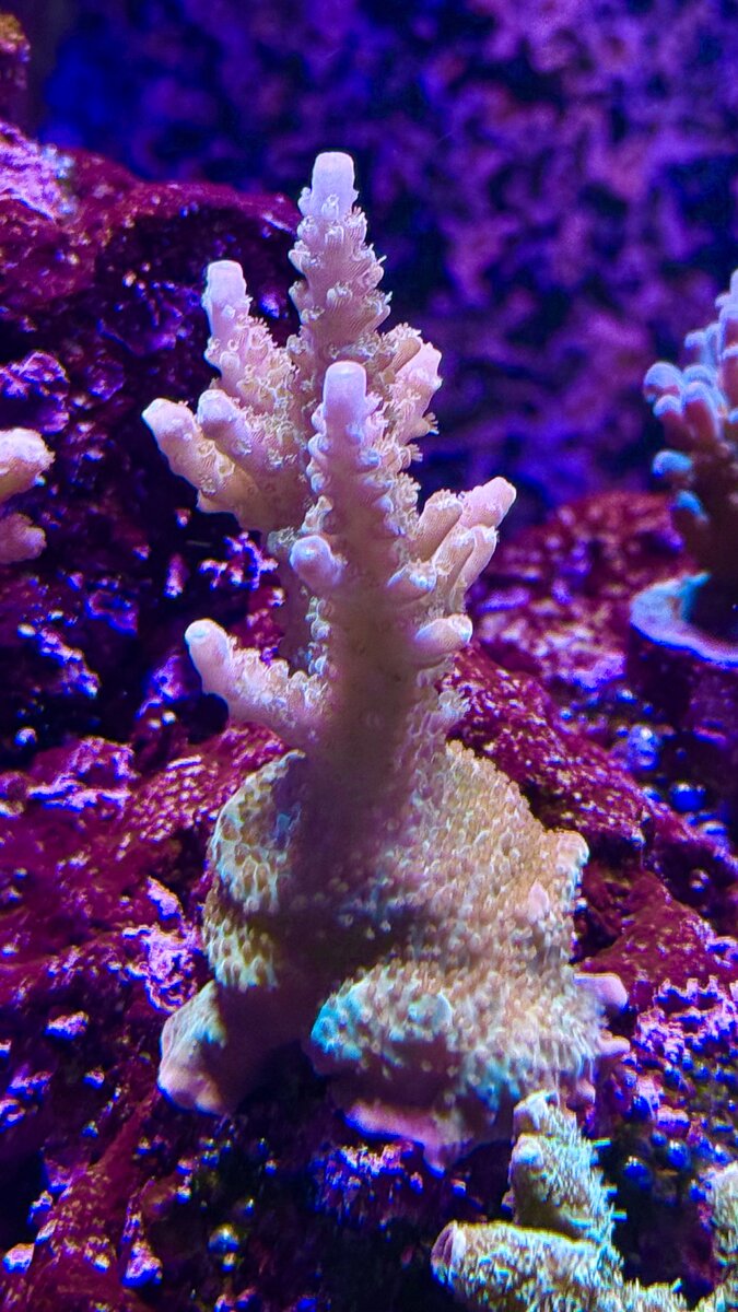 Why can’t I color up my acros? | Reef2Reef