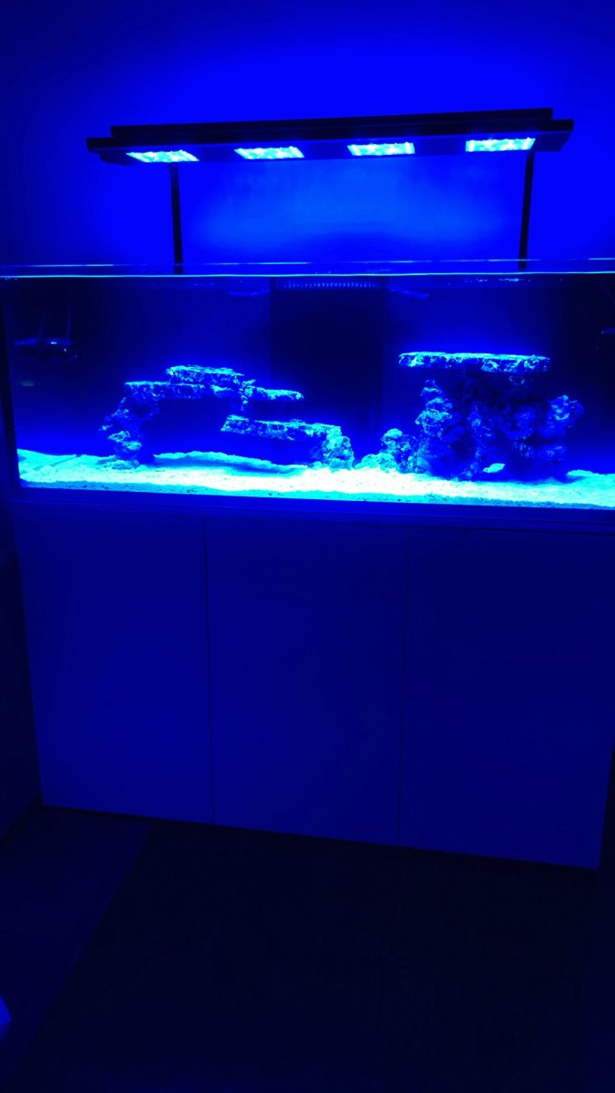 IMG_2972.jpeg