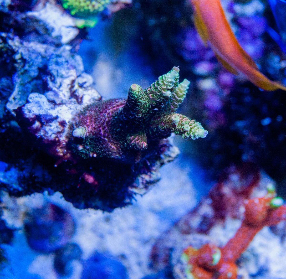 Michigan - HUGE frag JF solar flare millepora | Reef2Reef