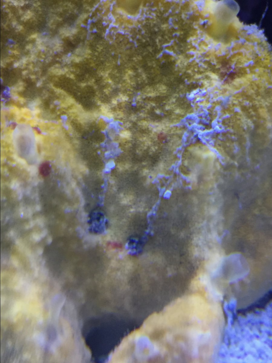 Is this dying!?? | Reef2Reef