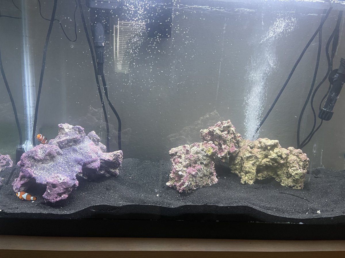 29 gallon tank 2024 petco