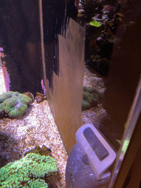 Fuzzy brown algae on back wall ID? | REEF2REEF Saltwater and Reef ...