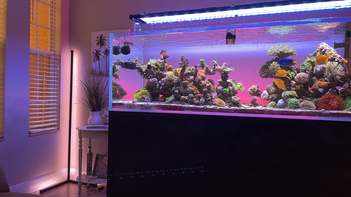 Large Build - @ReefStash CADE Reef S2/P Peninsula 228g mixed reef tank ...