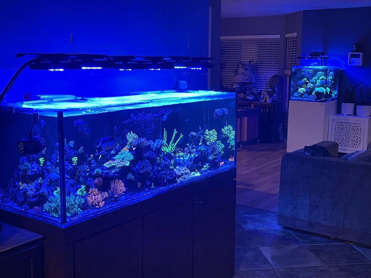Build Thread - Brian’s couple of tanks | Page 3 | Reef2Reef