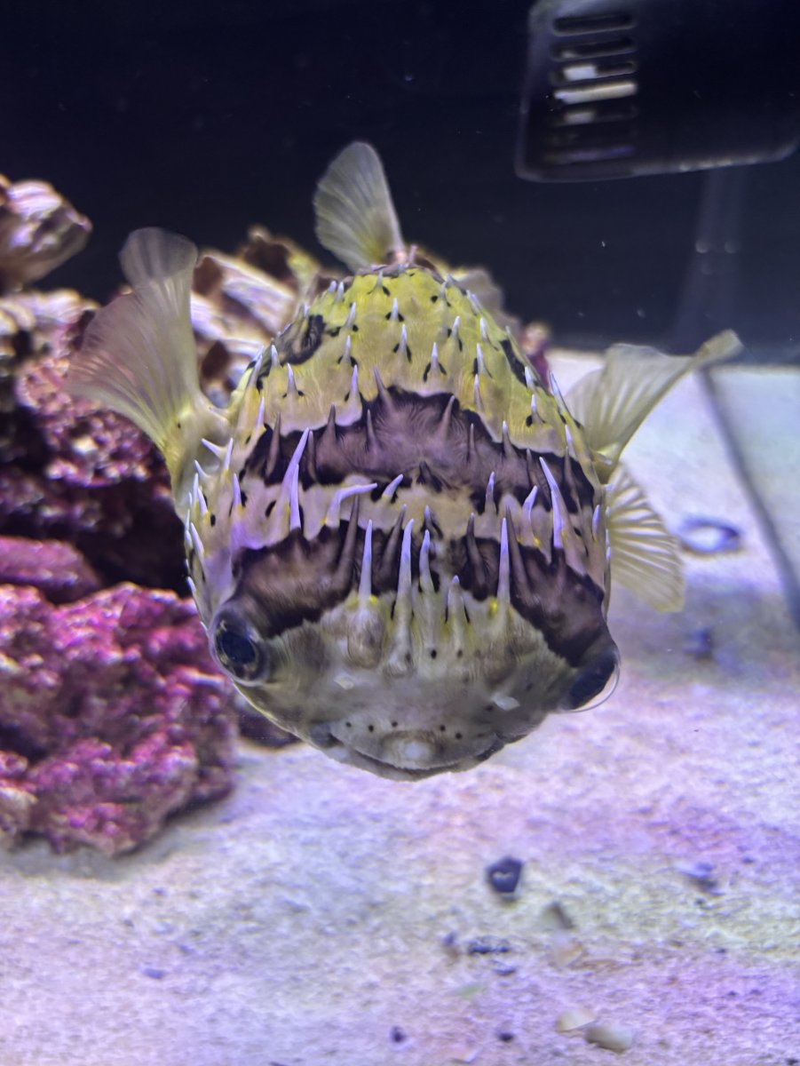 Build Thread - Hewbie’s home!🐡 | Page 11 | Reef2Reef