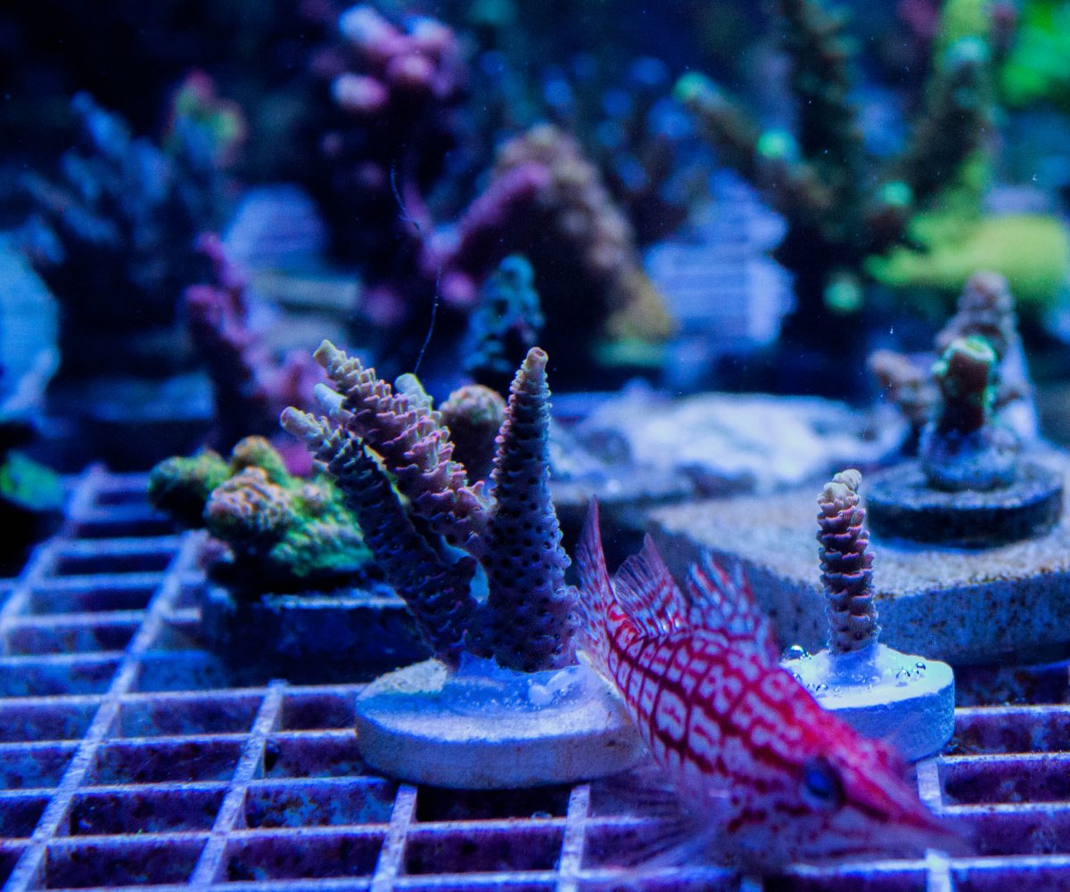 Michigan - HUGE frag JF solar flare millepora | Reef2Reef