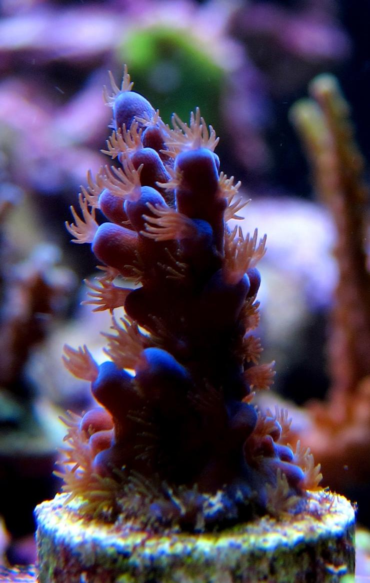 Acro melting from tips down???!?!?!?! | Reef2Reef
