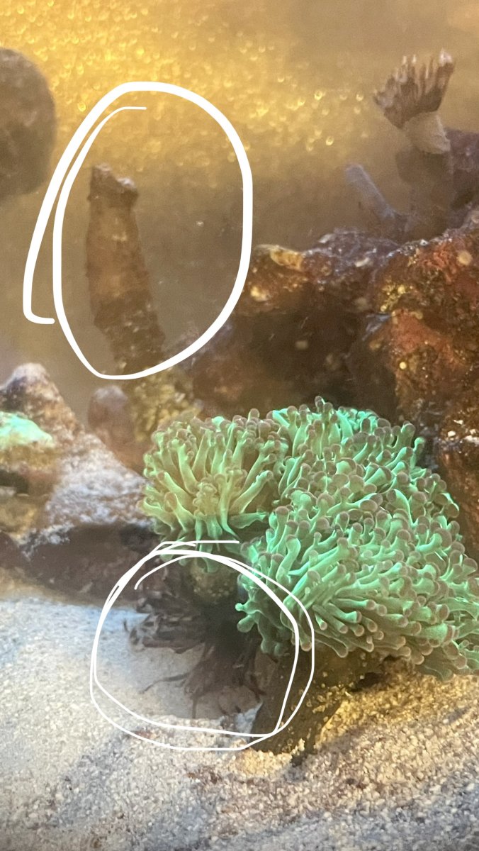 Is this feather duster a threat to my LPS? | Reef2Reef