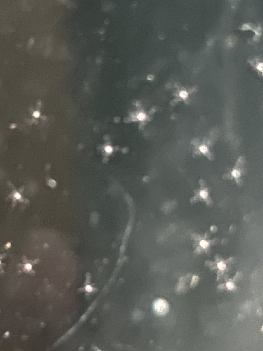 IMG_3089.jpeg