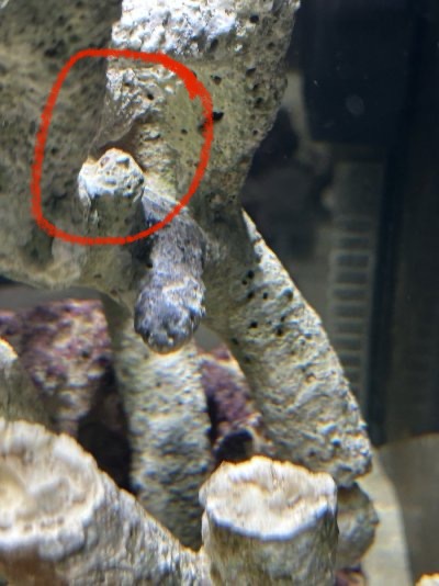 Is my Australian live rock rotting? | Reef2Reef