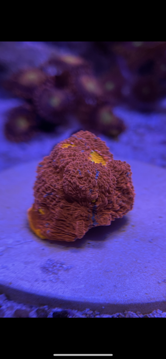 IMG_3115.png