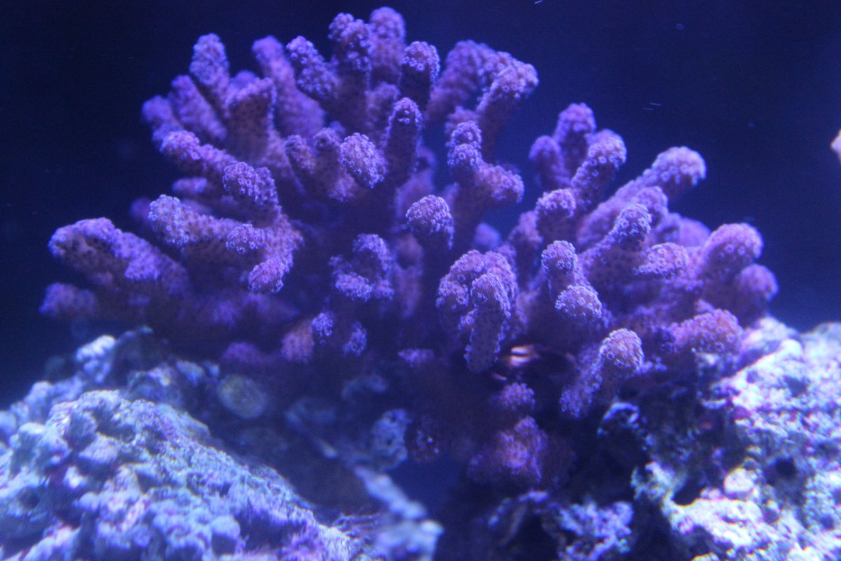 IMG_3118.JPG