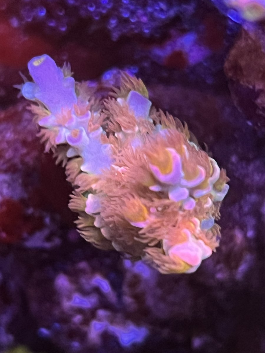 IMG_3174.jpeg