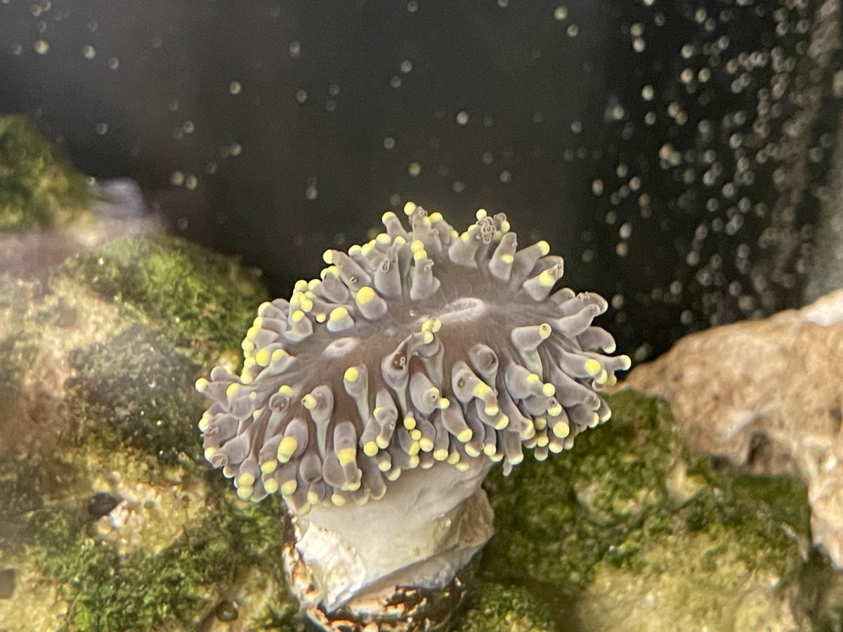 I think my torch could be splitting? What do you think?! | Reef2Reef