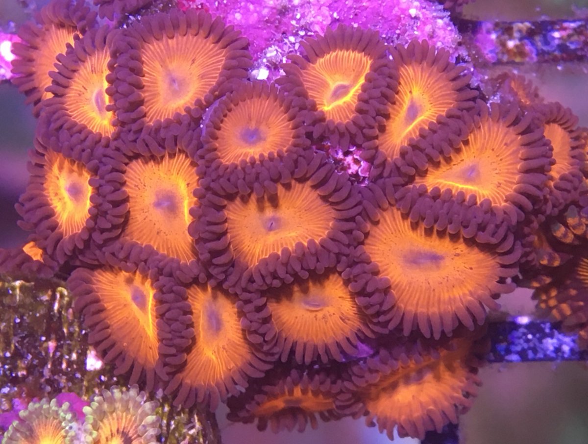 Utah - Lots of Zoa Mini Colonies!! Free Shipping after $300 | Reef2Reef