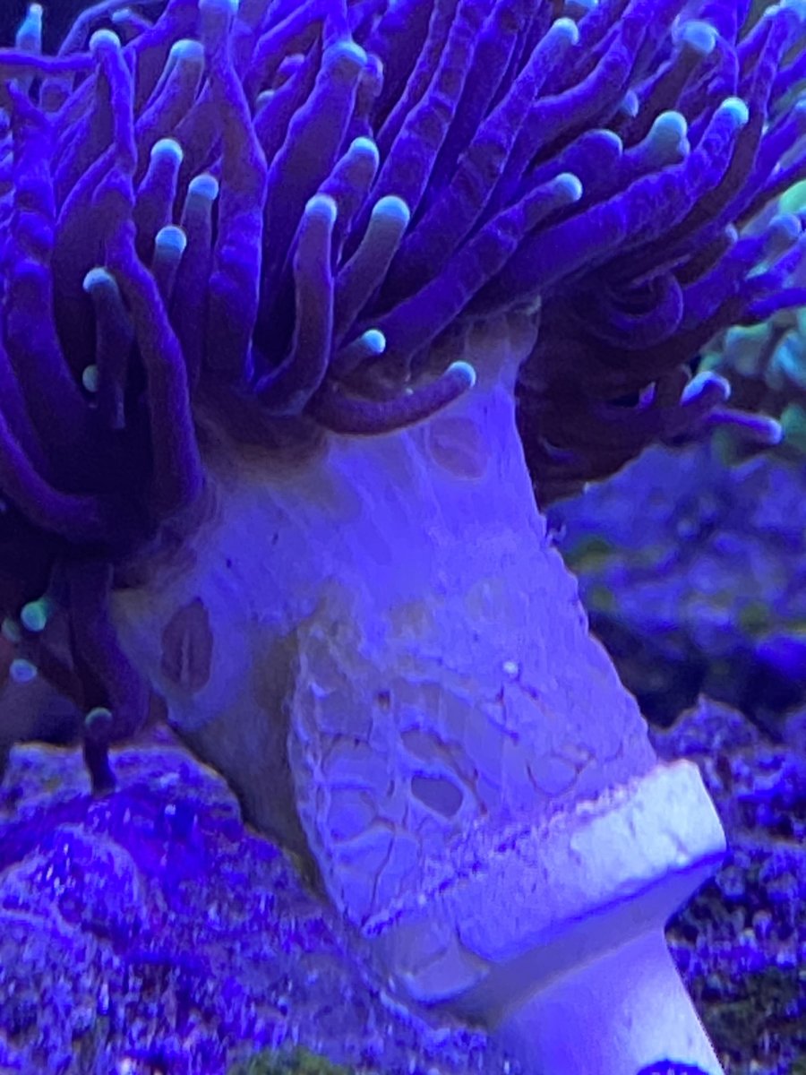 Build Thread - Sharkbait’s 40 Breeder Upgrade | Page 24 | Reef2Reef