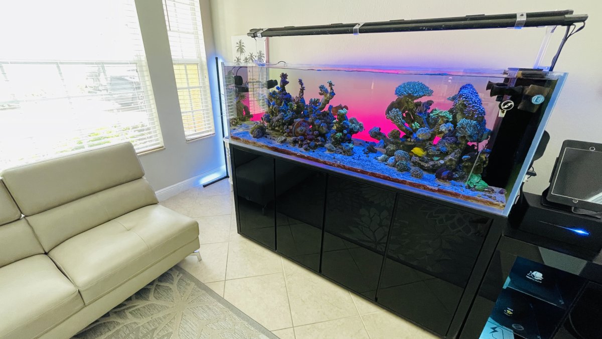 Large Build - @ReefStash CADE Reef S2/P Peninsula 228g mixed reef tank ...